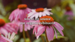 Echinacea Plus® Tea