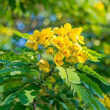 Senna Plant Flower & Leaves