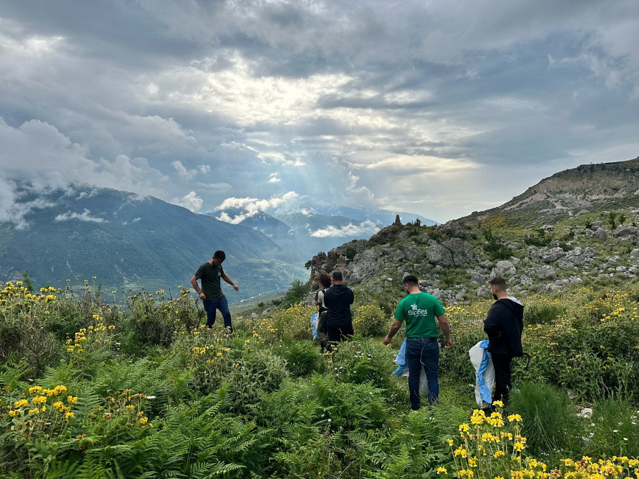 Supporting Biodiversity and Communities: Traditional Medicinals' Commitment to FairWild Certification