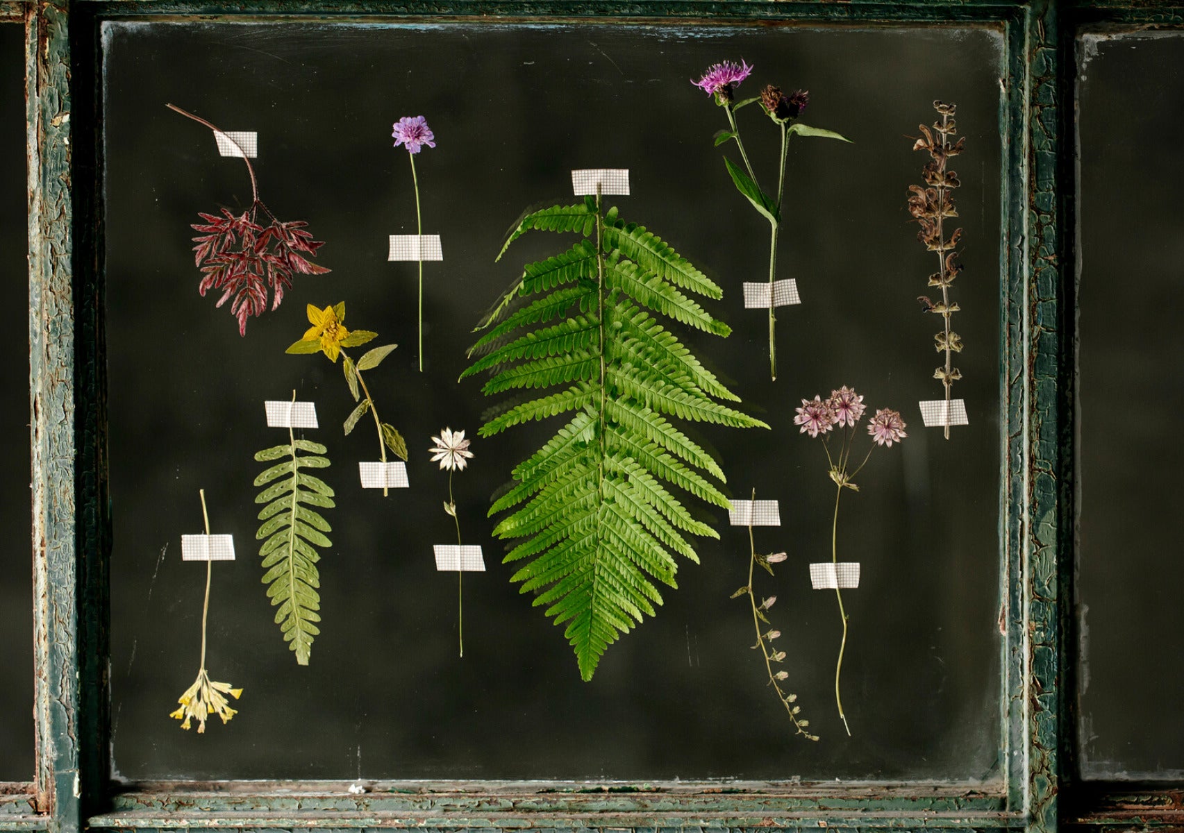 herbs