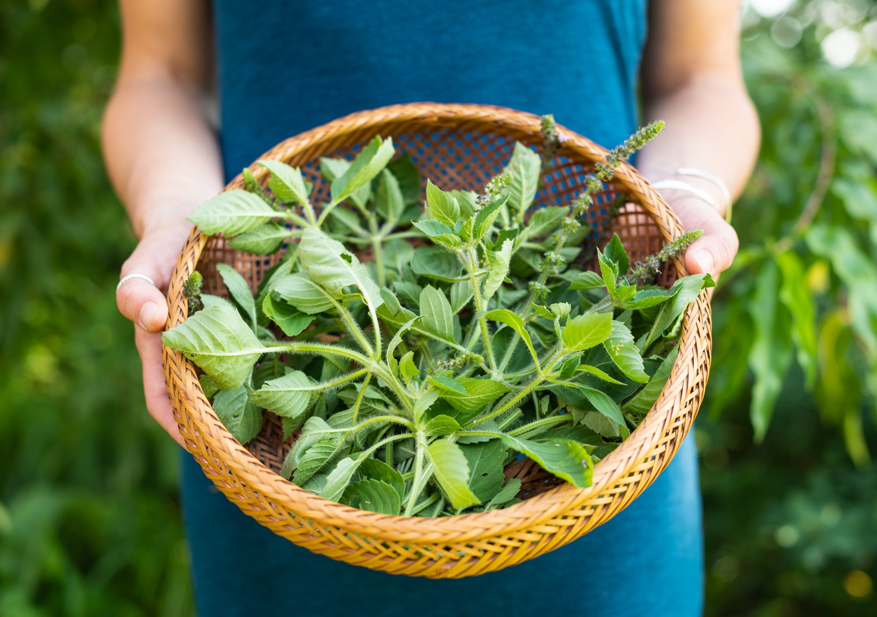 Woman holding a basket of tulsi