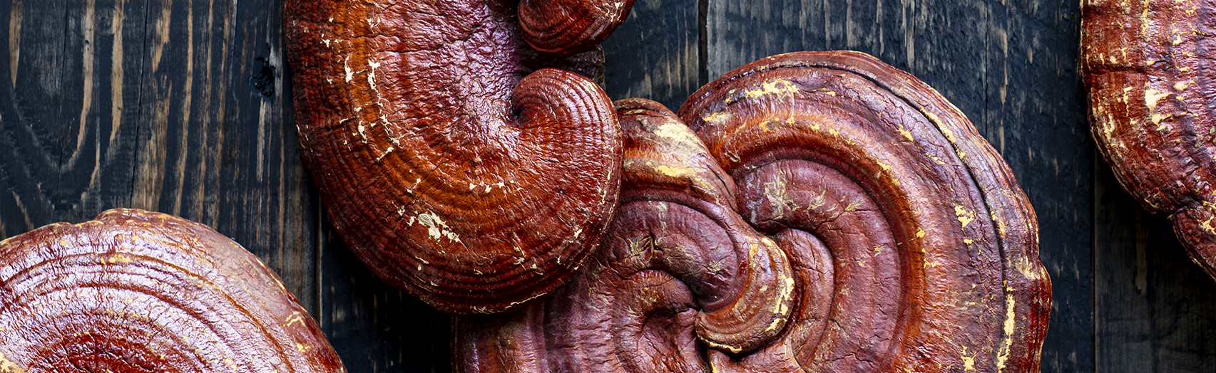 reishi mushrooms