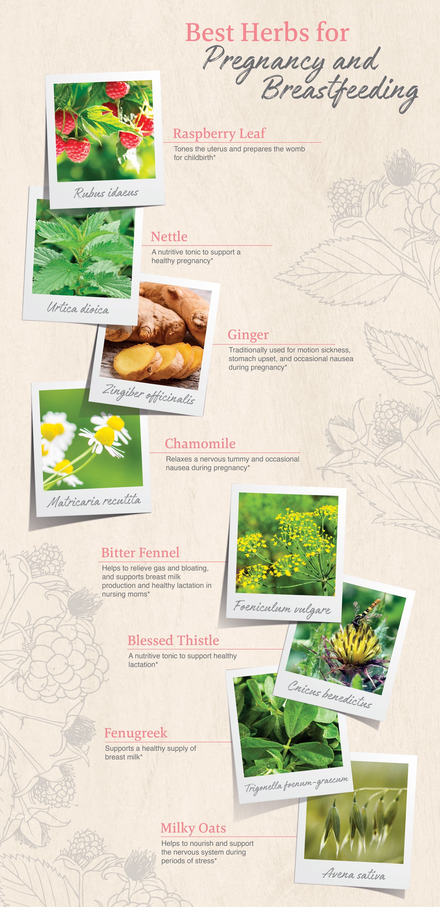 best herbs to support pregnancy and breastfeeding