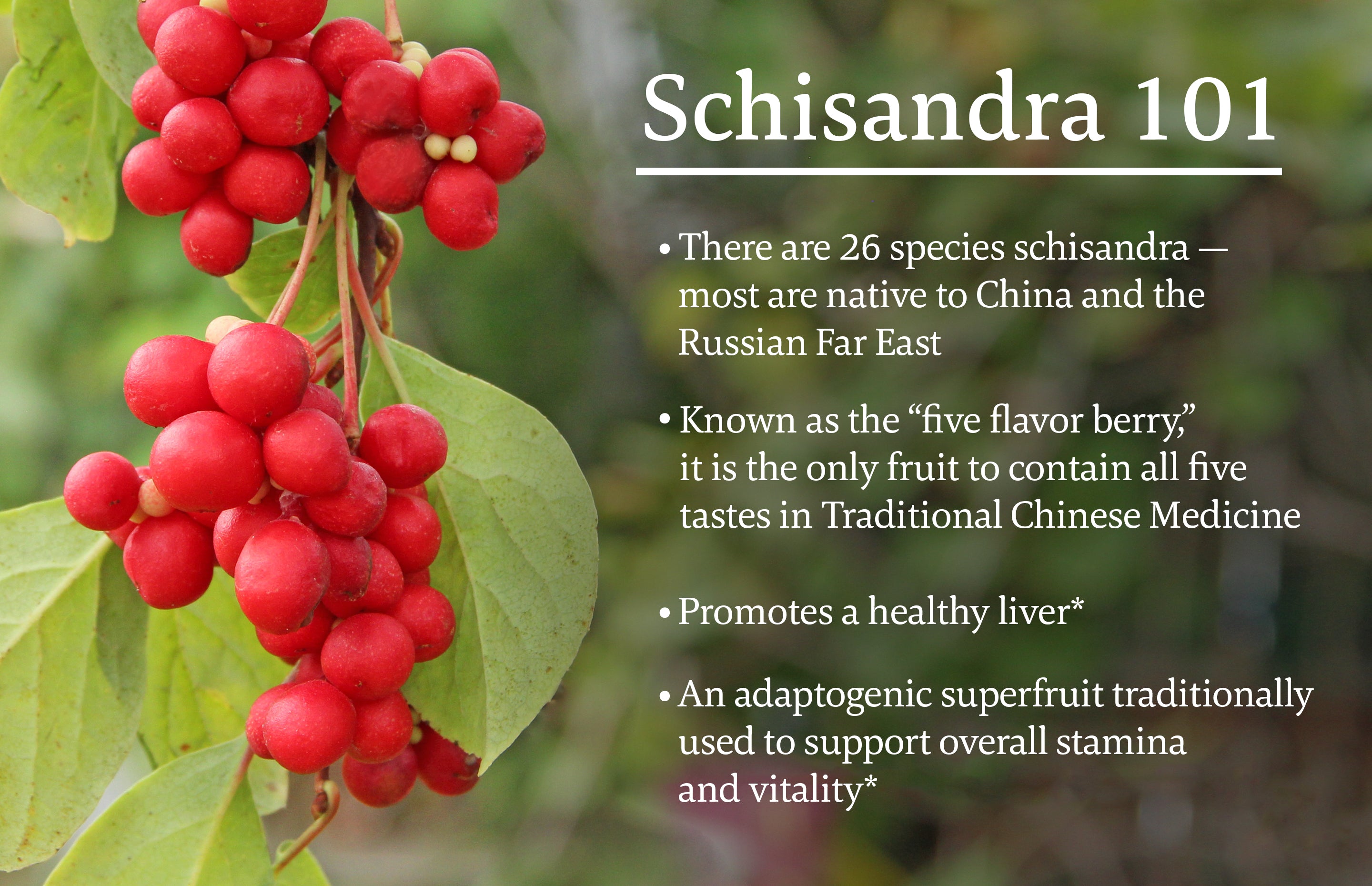 Schisandra 101 infographic