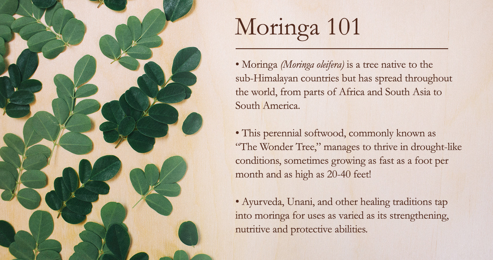 Moringa infographic