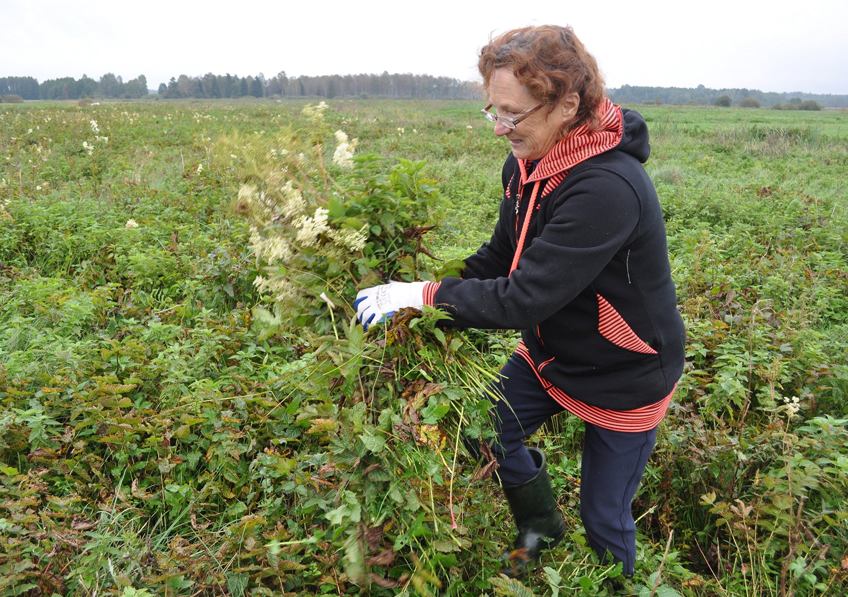 Woman collecting plants