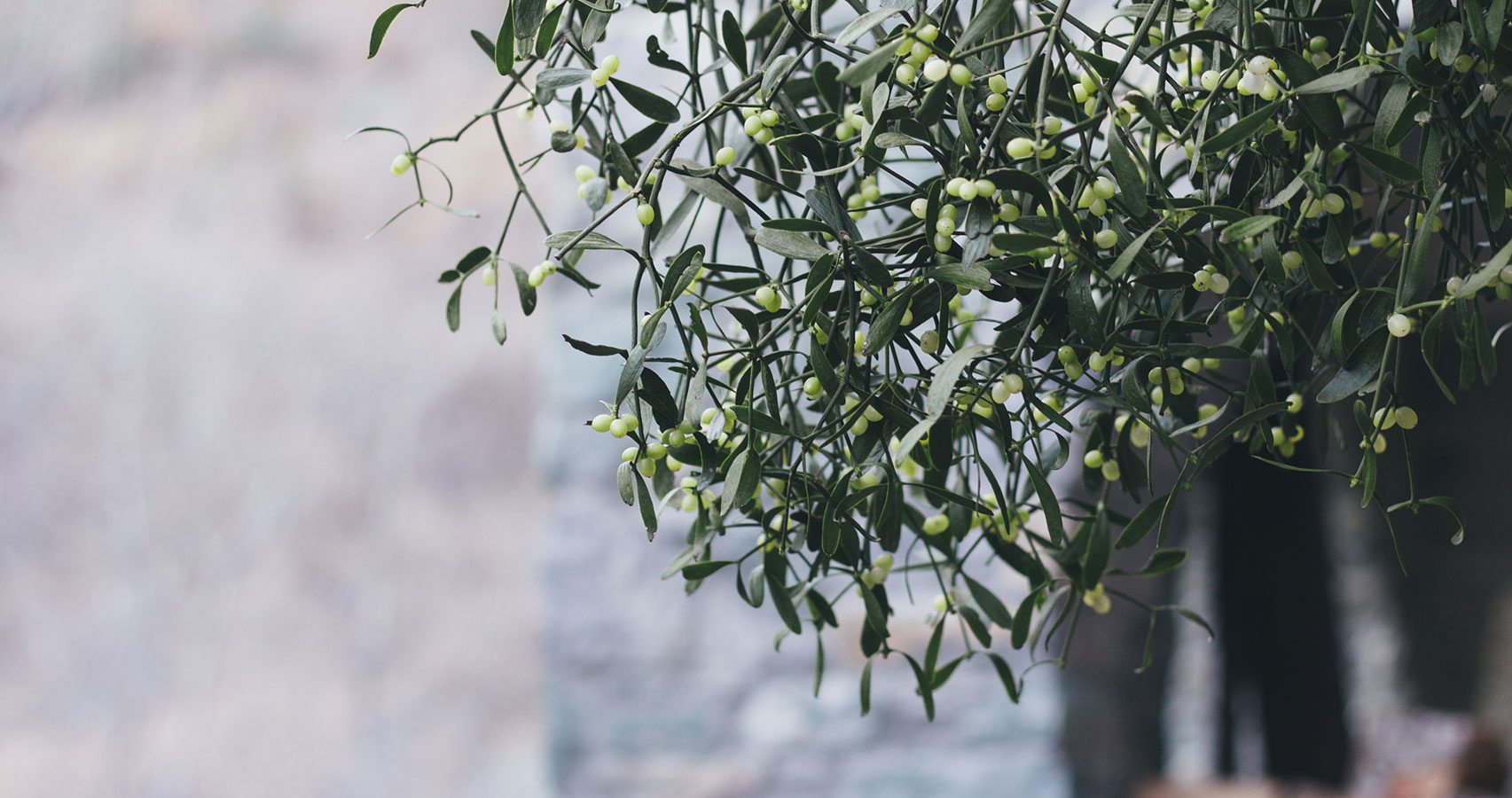 mistletoe