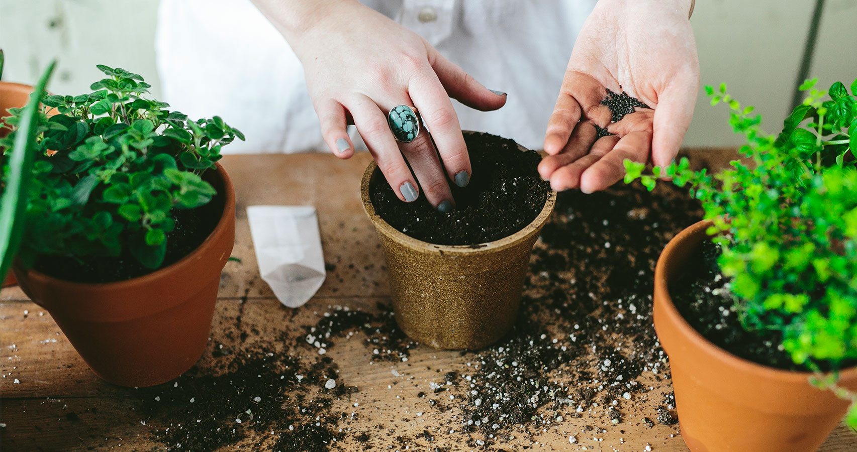 potted plants