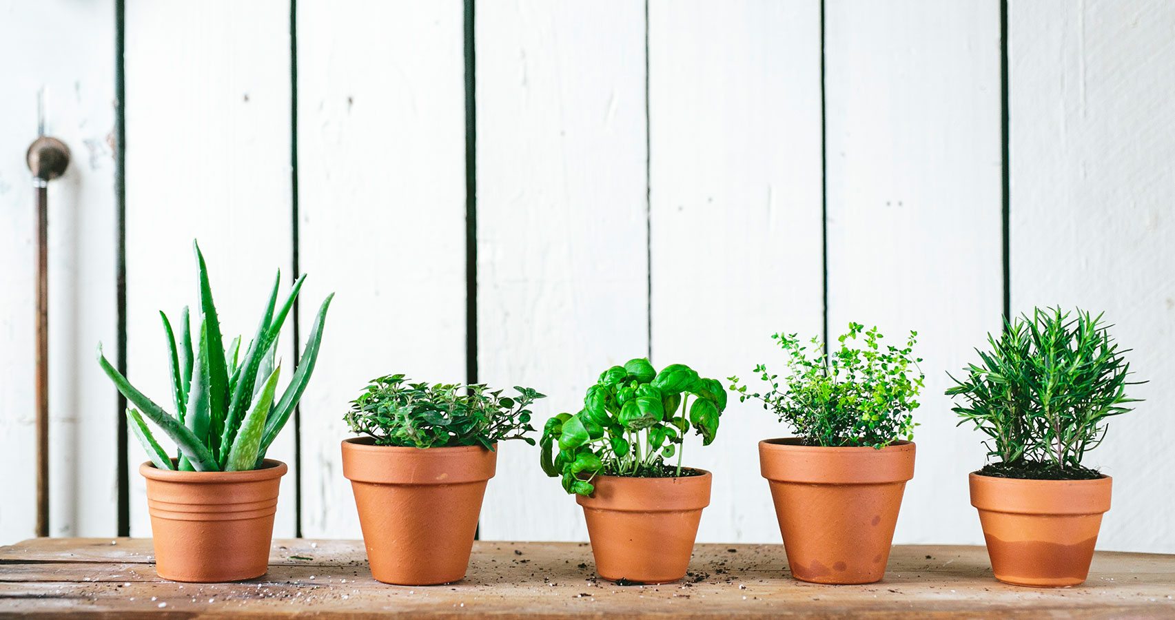 row of potted plants